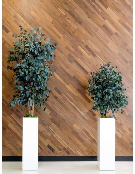 Slim Populus tree