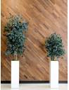 Slim Populus tree