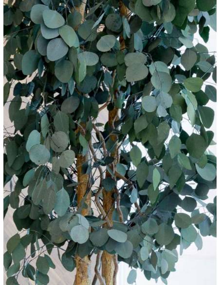 Slim Populus tree, vue 2