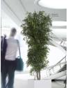 Eucalyptus Slim Nicoly tree