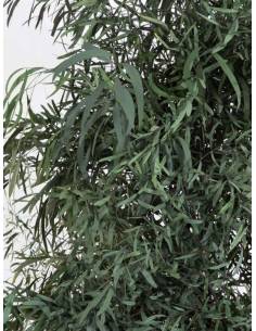 Eucalyptus Slim Nicoly tree 2
