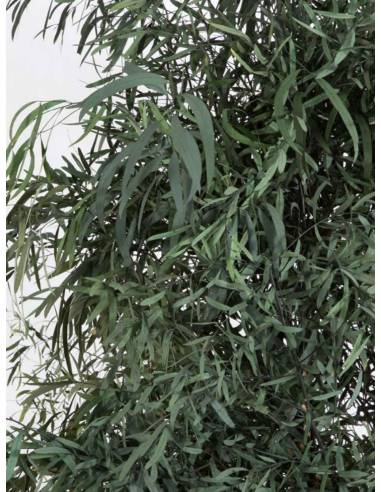 Eucalyptus Slim Nicoly tree, vue 2