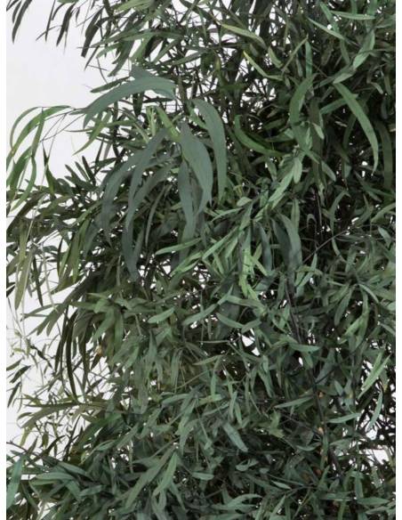 Eucalyptus Slim Nicoly tree, vue 2