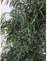 Eucalyptus Slim Nicoly tree, vue 2