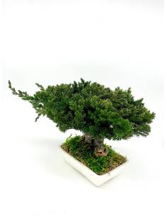 Bonsaï Juniperus 2