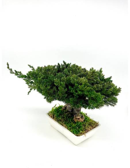Bonsaï Juniperus, vue 2