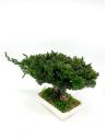 Bonsaï Juniperus, vue 2