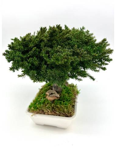 Bonsaï Juniperus, vue 4