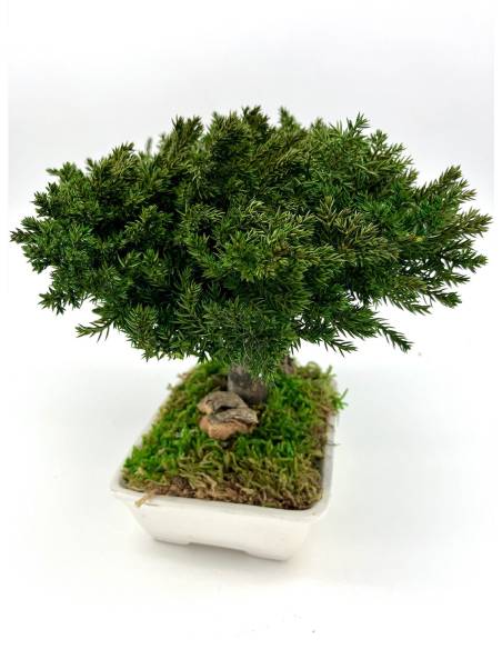 Bonsaï Juniperus, vue 4