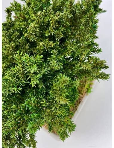 Bonsaï Juniperus, vue 5