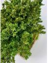 Bonsaï Juniperus, vue 5