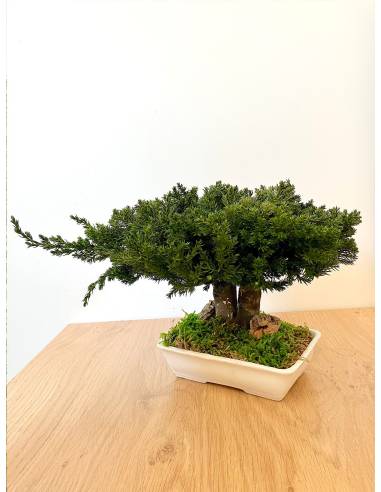 Bonsaï Juniperus, vue 6