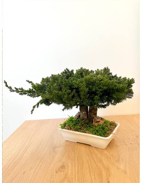 Bonsaï Juniperus, vue 6