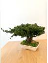 Bonsaï Juniperus, vue 6