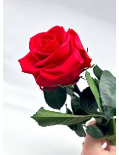 Rose éternelle stabilisée Rouge - Gift box
