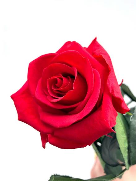 Rose éternelle stabilisée Rouge - Gift box, vue 3