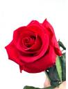 Rose éternelle stabilisée Rouge - Gift box, vue 3