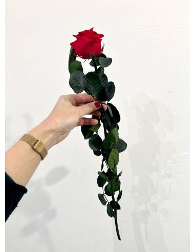 Rose éternelle stabilisée Rouge - Gift box, vue 5