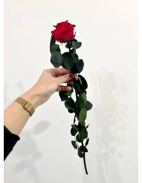 Rose éternelle stabilisée Rouge - Gift box, vue 5