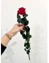 Rose éternelle stabilisée Rouge - Gift box, vue 5