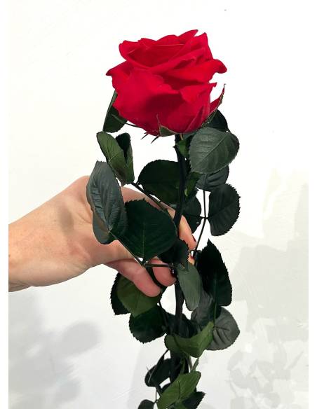 Rose éternelle stabilisée Rouge - Gift box, vue 6