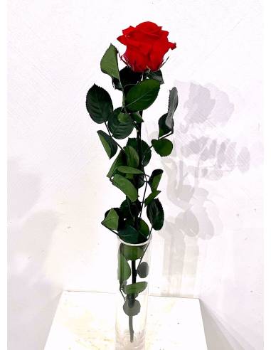 Rose éternelle stabilisée Rouge - Gift box, vue 7