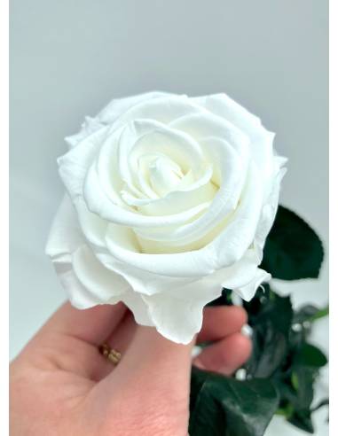 Rose éternelle stabilisée Blanche - Gift box, vue 3