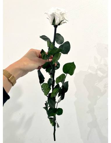 Rose éternelle stabilisée Blanche - Gift box, vue 5