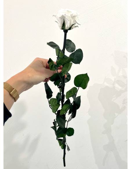 Rose éternelle stabilisée Blanche - Gift box, vue 5