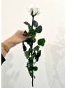 Rose éternelle stabilisée Blanche - Gift box, vue 5