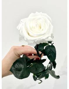 Rose éternelle stabilisée Blanche - Gift box