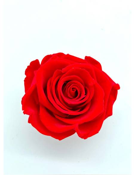 Bouton de rose éternelle stabilisée Rouge x 1