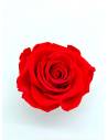 Bouton de rose éternelle stabilisée Rouge x 1