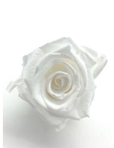 Bouton de rose stabilisée éternelle Blanche x 1 2