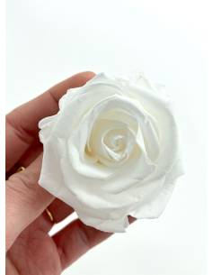 Bouton de rose stabilisée éternelle Blanche x 1