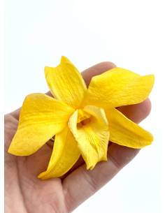 Orchidée Denbrodium Jaune x 1 2