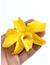 Orchidée Denbrodium Jaune x 1, vue 2