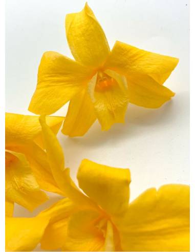 Orchidée Denbrodium Jaune x 1, vue 3