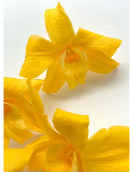 Orchidée Denbrodium Jaune x 1, vue 3