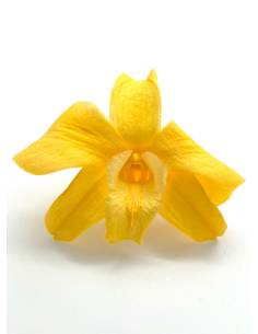 Orchidée Denbrodium Jaune x 1