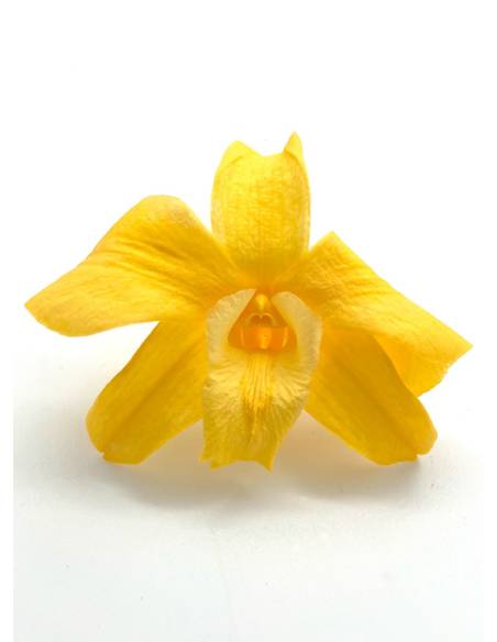 Orchidée Denbrodium Jaune x 1