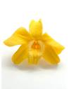 Orchidée Denbrodium Jaune x 1