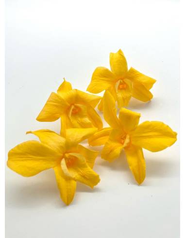 Orchidée Denbrodium Jaune x 1, vue 4