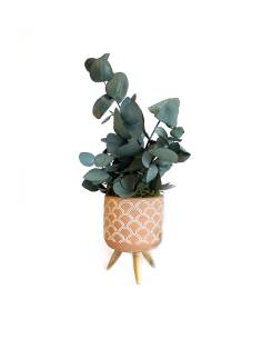 Mood Faro - Mini Eucalyptus