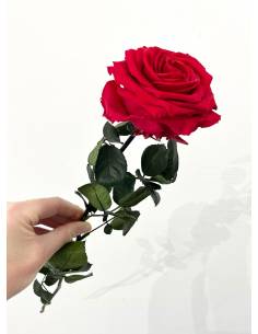 Rose éternelle stabilisée Rouge Premium