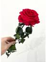 Rose éternelle stabilisée Rouge Premium