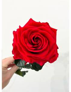 Rose éternelle stabilisée Rouge Premium 2