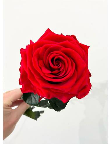 Rose éternelle stabilisée Rouge Premium, vue 2