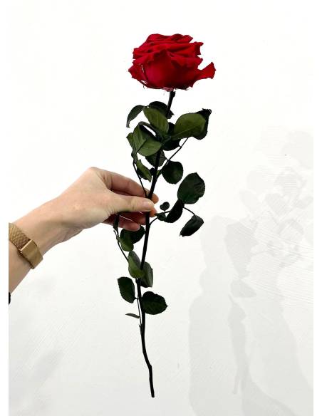 Rose éternelle stabilisée Rouge Premium, vue 3