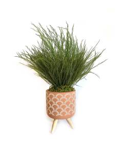 Mood Faro - Mini Tree Fern